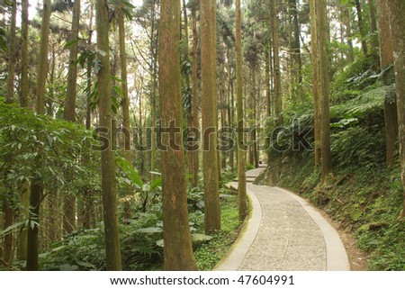 Alley in green forest.