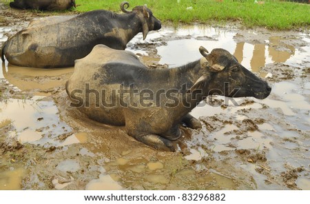close up of two buffaloes sitting in the muddy water