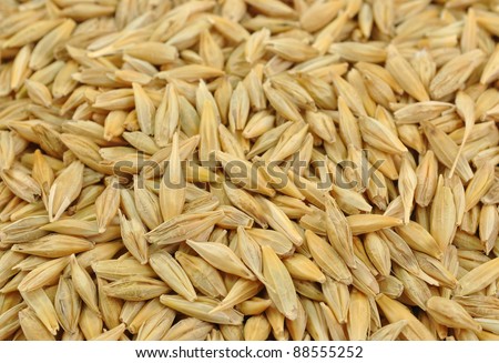 close up of pile of unhusked barley seeds
