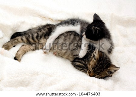 Two small gray kitten sleeping