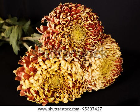 Red-yellow orange chrysanthemums in the black background