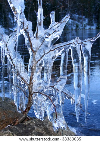 Frozen tree branches carrying deep blue icicles near frozen lake