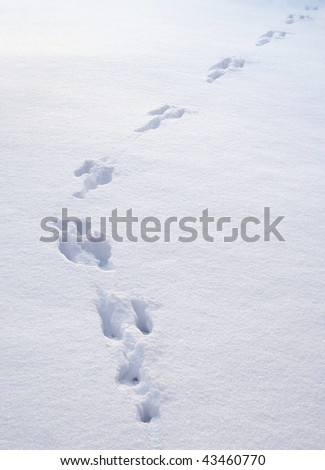 Rabbit footprint trail in newly fallen white winter snow