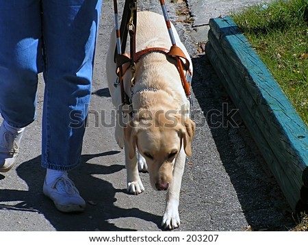 Guide Dog Walking