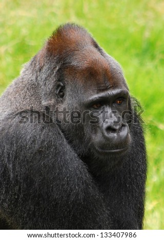 Gorilla face