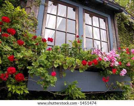 Flowers in window box