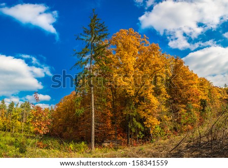 Panorama. Lonely beautiful autumn tree. Autumn Landscape. Panorama
