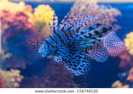 Lionfish in a Dubai aquarium. Pterois mombasae. Petrois Volitans. Lionfish. Turkeyfish. Scorpionfish. Firefish.