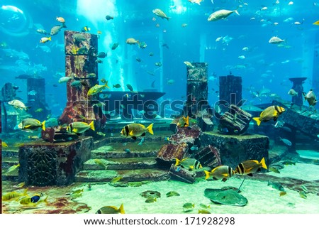 Photo of a tropical fish on a coral reef in an aquarium