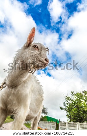 Portrait of a funny goat looking to a camera over blue sky background. Focus on the nose