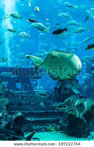 Photo of a tropical fish on a coral reef in Dubai aquarium. Stingray fish