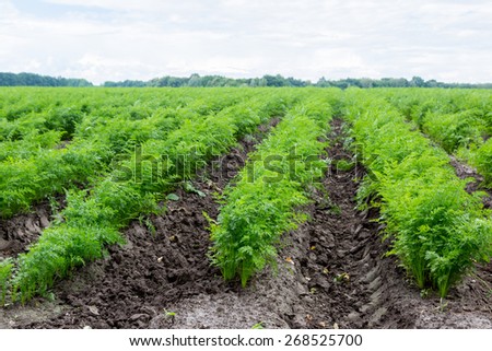 Green rows of carrot plants in an agricultural landscape.
