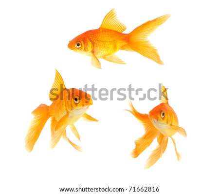 Gold Fish Isolated On A White Background Stock Photo 71662816 ...