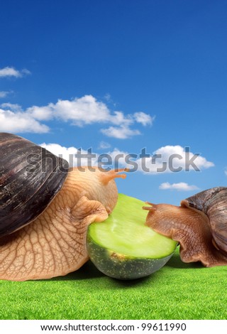 Two brown snails isolated on white background