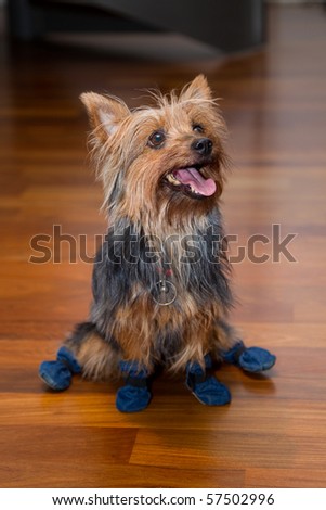 Brown happy indoor house terrier dog on wood parquet floor wearing blue color boots