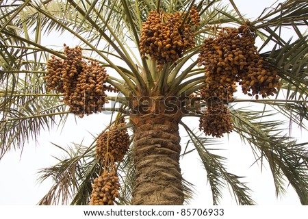 Young dates growing on a date palm tree against a clear white sky