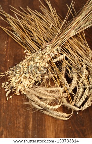 Cereal Plants. Wheat, Rye, Oat (Avena).
