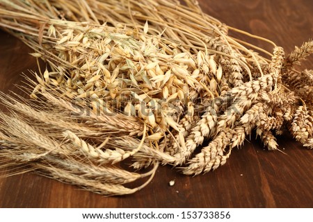 Cereal Plants. Wheat, Rye, Oat (Avena).