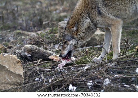 Wolf hunting