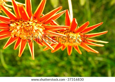 Two red-yellow flowers heads on green background