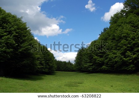 Green alpine meadow and a blue sky in the middle of an alpine forest