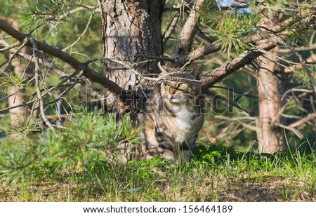 Gray cat hiding between the branches of pine