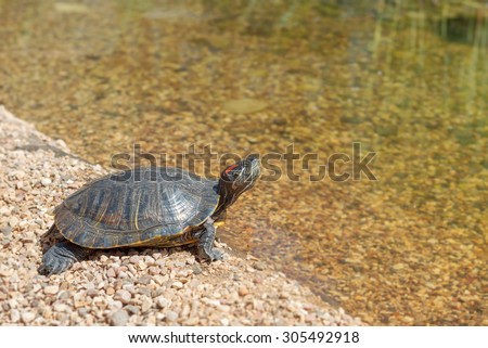 Red-eared slider is looking at the water. Turtle resting on the beach