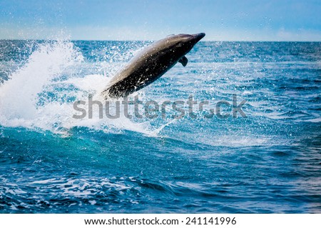 beautiful playful dolphin jumping in the ocean galapagos islands