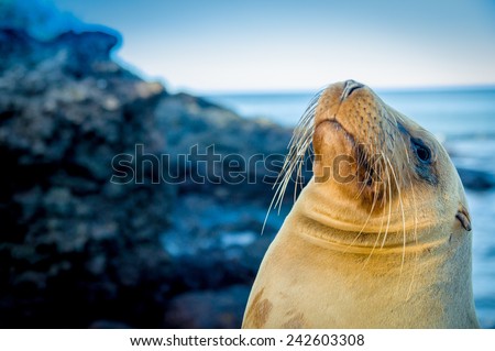 closeup portrait of sea lion\'s face looking up with sea on the backgroundgalapagos islands
