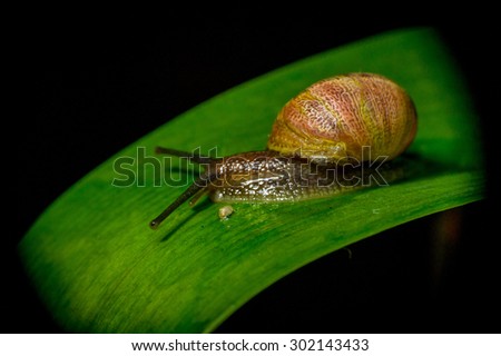 dark colored snail in nature sitting on green plant surface.