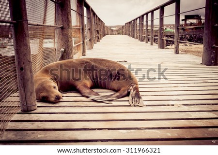 sea lion sleeping in pier in san cristobal galapagos islands ecuador