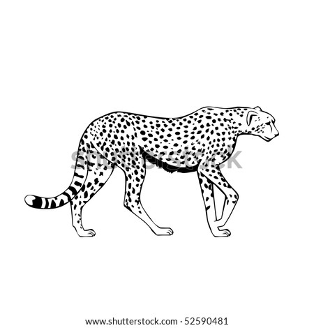 Black And White Cheetah Vector Illustration - 52590481 : Shutterstock