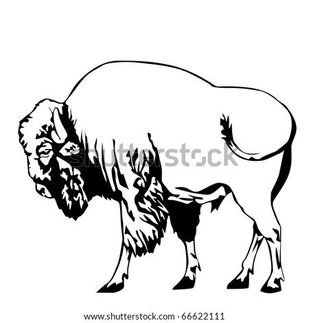 Black And White Bison Vector Illustration - 66622111 : Shutterstock