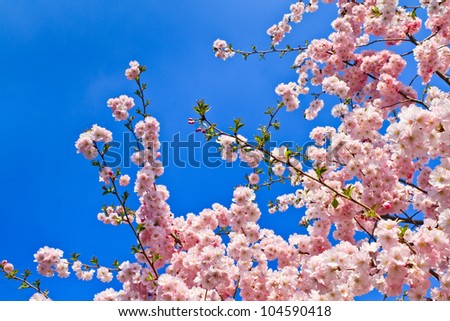Spring cherry blossoms (pink) and blue background