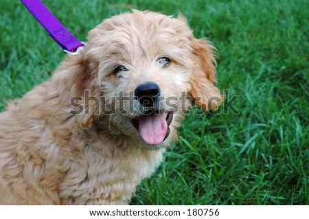 Goldendoodle (poodle -golden retriever cross)puppy smiling