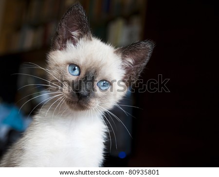 eight week old siamese kitten - portrait