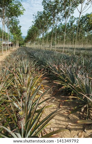 Fresh juicy pineapples on tropical fruit field