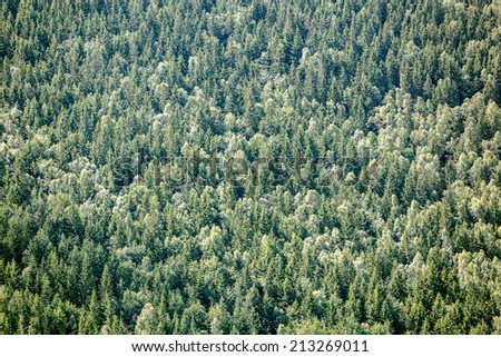 Closeup of evergreen forest background.