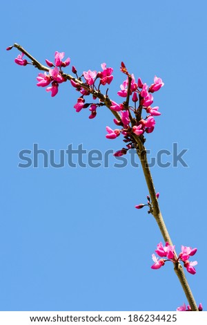 Merlot red bud tree in bloom
