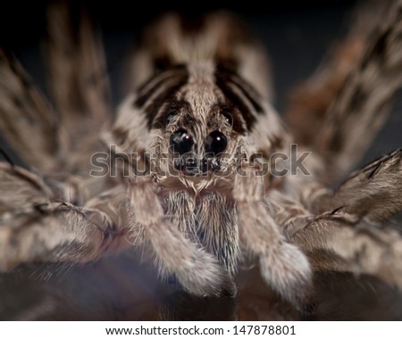 Macro of the face and head of a wolf spider (Hogna radiata) from Spain