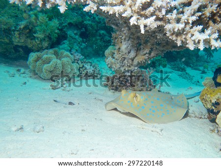 Blue spotted sting ray on a sandy  bottom on a Red Sea coral reef near Dahab.