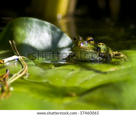 A Spanish frog, Rana lessonae, sitting on a lily pad apparently smiling.