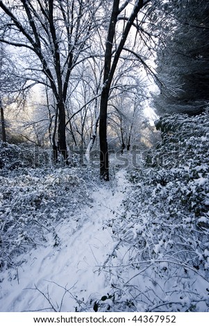 Snow covered path through a magical winter woodland scene.