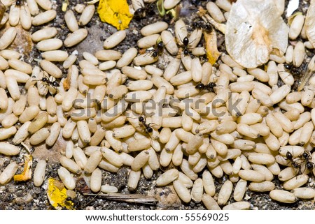 larvae and pupae and workers of the Black garden Ant (Lasius niger) uncovered from beneath a rock in Spain
