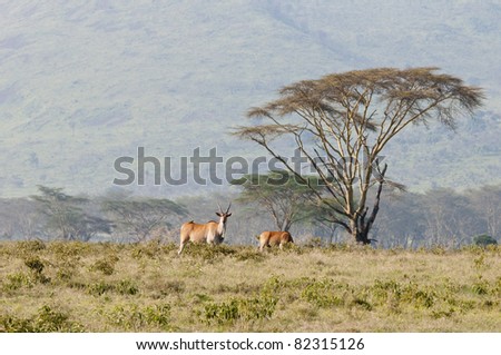 Landscape with two Eland and  an Acacia Thorn tree (fever tree) against the hills of Lake Nakuru National Park, Kenya.