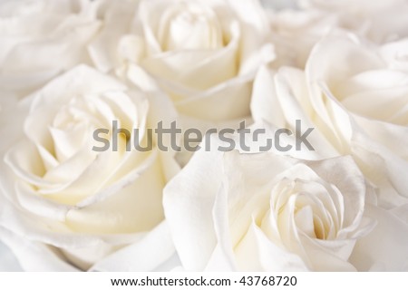 beautiful white roses background