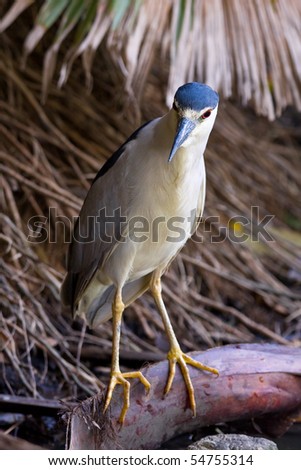 Beautiful Black-Crowned Night Heron (Nycticorax nycticorax) looking for fish