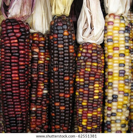 Vertically aligned five indian corns