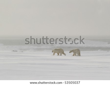 Polar bears walking