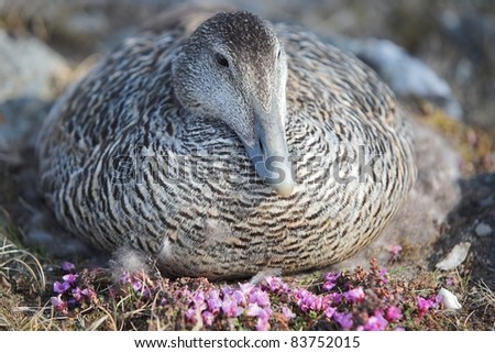 Similar – Image, Stock Photo Eider duck on Iceland bladderwrack